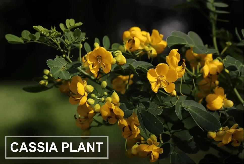 Cassia Plant