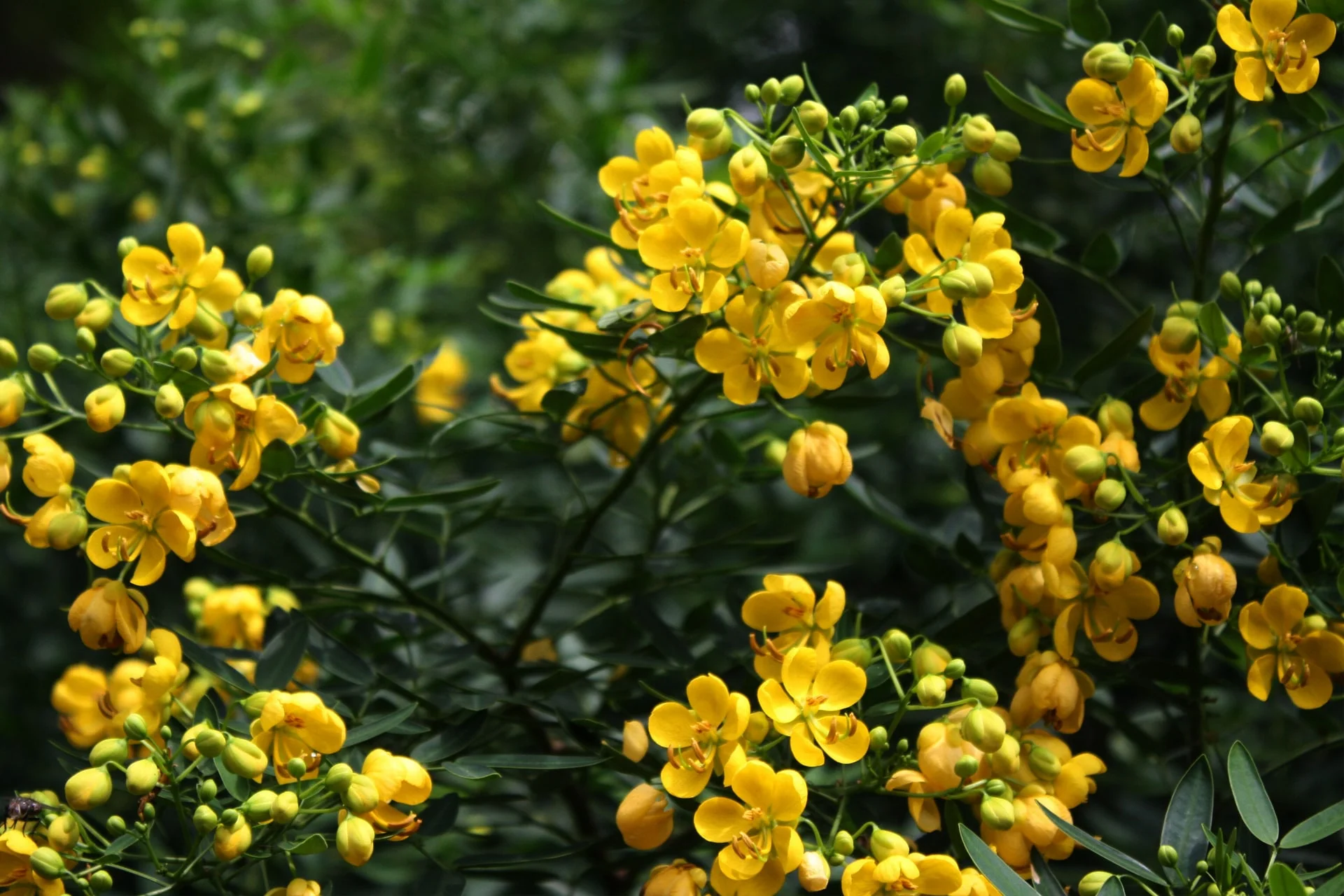 Cassia Plant